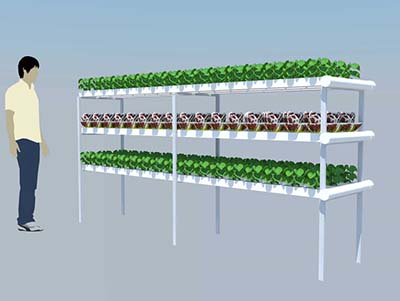 平鋪式種植設備（水培）